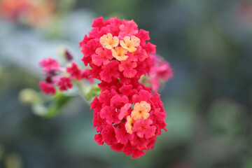 Tiny yellow and red flowers on a Lantana plant growing in a garden. Selective focus. Lantana camara