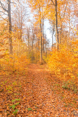 The path between autumn trees and leaves.