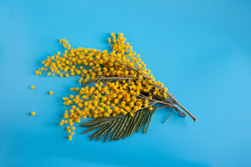 Branches of a beautiful mimosa flower on a blue background. Yellow round balls of silver acacia, flowers of Women's Day on March 8.