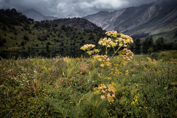 Wild nature in the Sary Chelek area in Rural Kyrgysztan