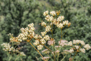 Wild nature in the Sary Chelek area in Rural Kyrgysztan