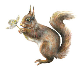 Watercolor illustration of a cute forest squirrel with a fluffy tail holding a flower in its paws.