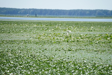 the river in the country