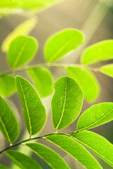 Green leaves glow in the morning sun. copy space for Valentine's Day and weddings, environment day  for greeting cards, design and background. 