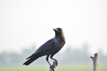 crow on a branch
