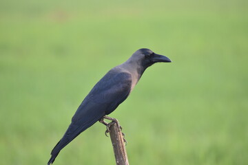 crow on a branch