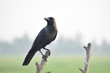 crow on a branch