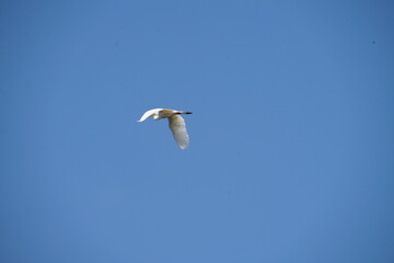seagull in the sky