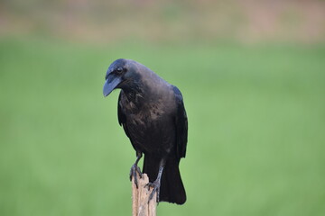 crow on a branch