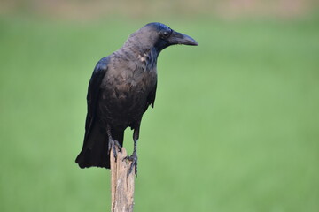 crow on the branch