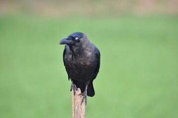 crow on the branch