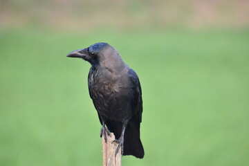 crow on a branch