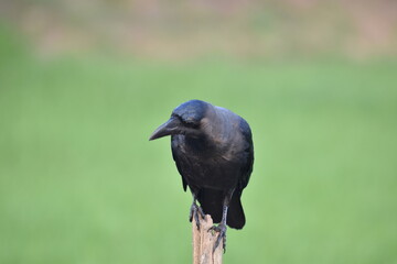 crow on a branch