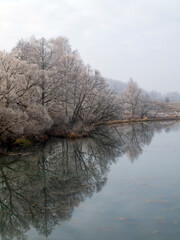 trees covered with frost on the river bank