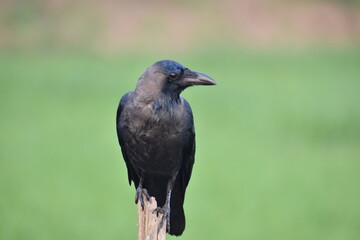 crow on the ground
