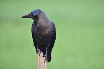 Crow sitting on the branch