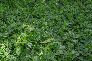 Lush vegetation in the forest.