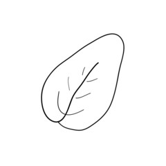 Handmade floral elements and flowers. Vector doodle illustration.