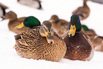 wild ducks walk in the snow near the pond