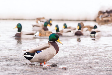 wild ducks walk in the shallow water of the pond