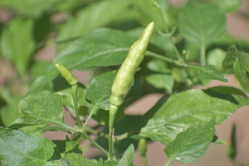 green chilly