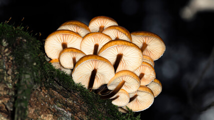 Armillaria mellea or honey fungus growing on a tree trunk in the forest among moss, bottom view, macro