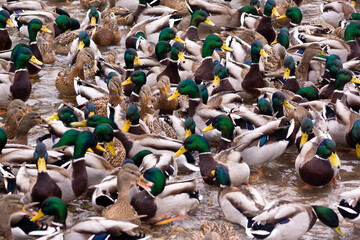 a flock of wild ducks in a pond