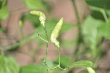 green chilly