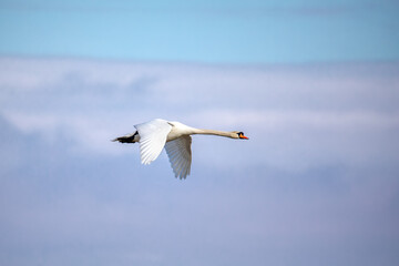 flying Mute Swan, Cygnus Olor, In Flight. Europe, Czech Republic wildlife