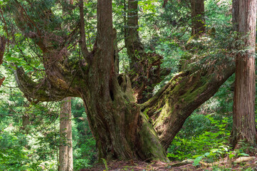 岐阜県関市の株杉の森