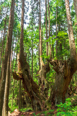 Obraz premium 岐阜県関市の株杉の森