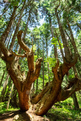 Obraz premium 岐阜県関市の株杉の森