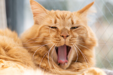 欠伸をする猫　茶トラ猫