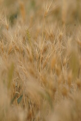 grass in the wind