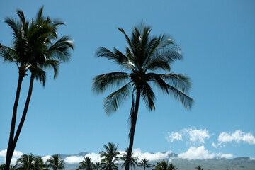 Fototapeta na wymiar Palms landscape. Palm trees on blue sky, palm at tropical coast, coconut tree.