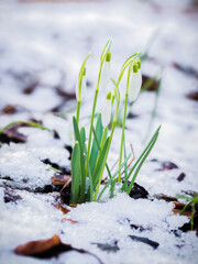 Drops in the snow - Glöckchen im Schnee