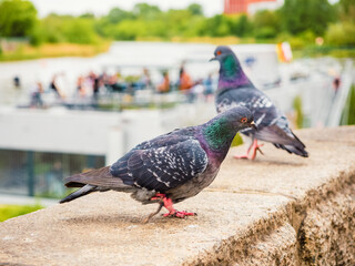 Wild city pigeons birds sitting on parapet outdoor in a cloudy day, close up view