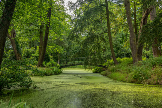 Most nad porośniętym rzęsą wodną strumieniem w parku