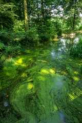 zielone wodorosty na spokojnej tafli rzeki