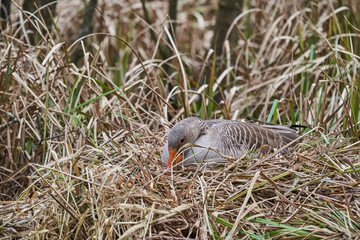Wild Goose sitting on a nest and hatching some eggs