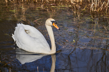 Obraz premium White swans swimming through reed