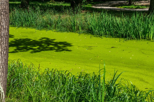 porośnięty rzęsą parkowy strumień
