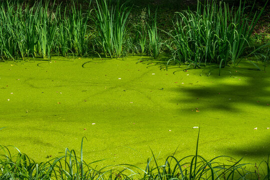 staw porośnięty gęstymi drobnymi wodorostami - rzęsą wodną