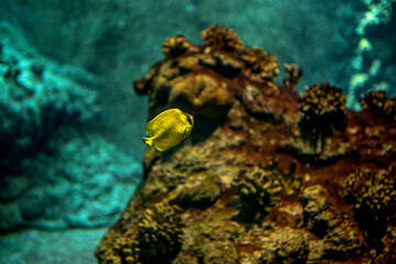 mała samotnie pływająca rybka przy rafie koralowej - obrazy, fototapety, plakaty