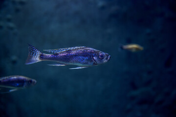 niebieska ryba z dużymi oczami i agresywnym pyskiem - obrazy, fototapety, plakaty