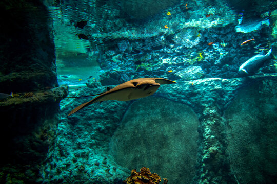 Płaszczka  żeglującą w spokojnej wodzie