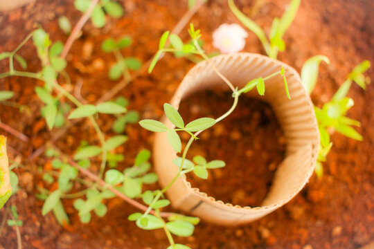 小さな植物