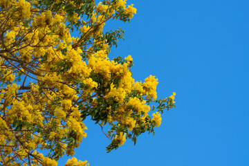 Roseodendron donnell-smithii is known colloquially as primavera. It is the larger and more frequently planted of the two species. Its wood is sometimes used to make furniture. It is native to Central 