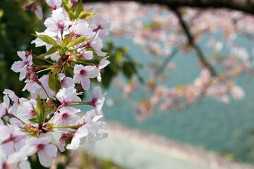 桜と川