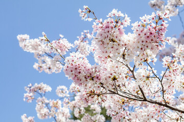 満開の桜と空